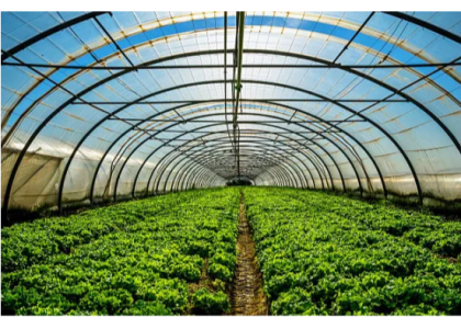 Tunnel Greenhouse with Shade Net