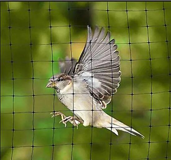 100% New Virgin Agricultural Anti Bird Net