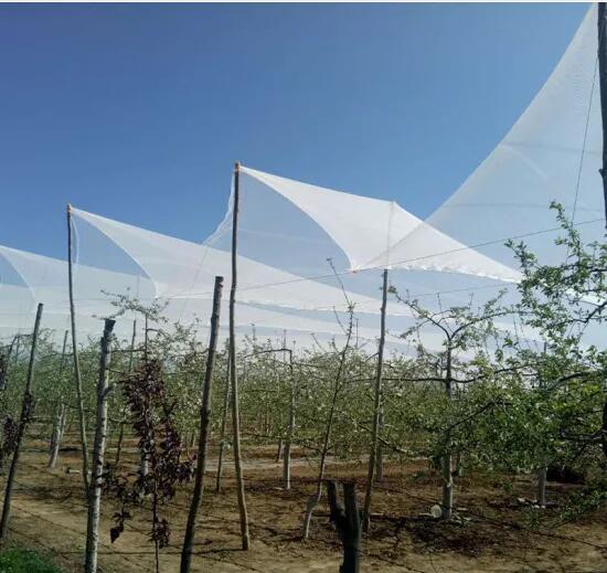 100% New HDPE Plastic Apple Tree Anti Hail Net with UV Protection