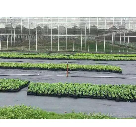 Black PP Woven Ground Cover Weed Mat Plastic Mulch