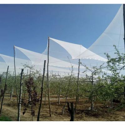 100% New HDPE Plastic Apple Tree Anti Hail Net with UV Protection